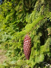 Fresh cone on a spruce tree