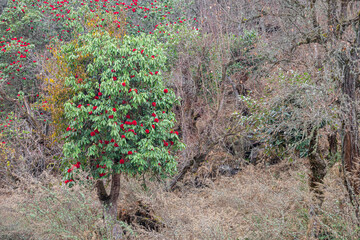 Beautiful Rhododendron flower blooming on trees in the forest of Bhutan