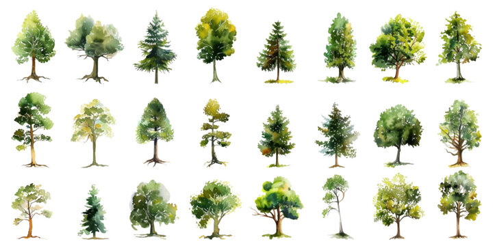 Set of watercolor trees on a white background