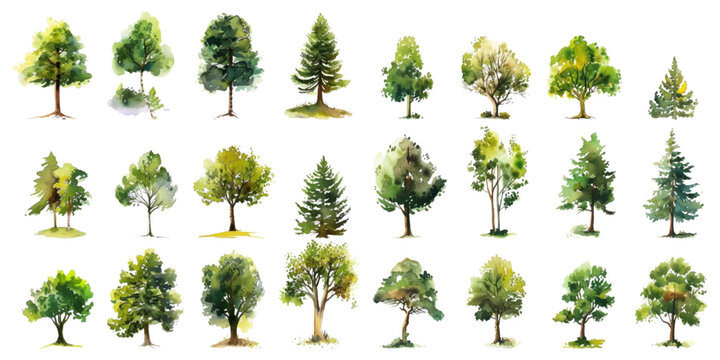 Set of watercolor trees on a white background