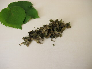 Fermented white mulberry leaves for black mulberry leaf tea, Morus alba