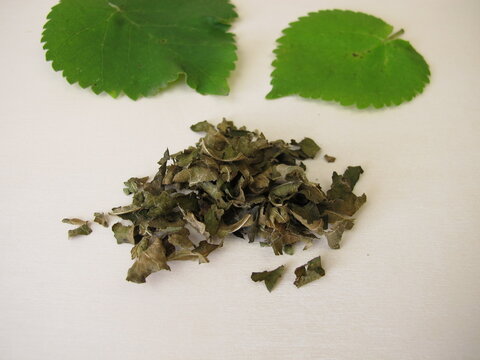 Fermented white mulberry leaves for black mulberry leaf tea, Morus alba