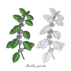 vector drawing peppermint flower, Mentha piperita, hand drawn illustration © cat_arch_angel