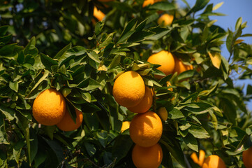 juicy oranges on tree branches in Cyprus 11