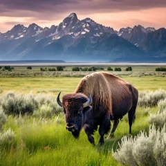 Photo sur Plexiglas Chaîne Teton Bison in front of Grand Teton Mountain range with grass in foreground