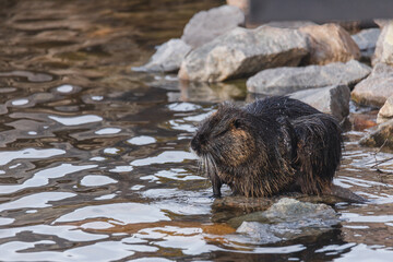 An adult nutria sits in the water near the river bank. Rodent, also known as nutria, swamp beaver...