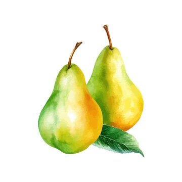 Pears watercolor. Vector illustration design.