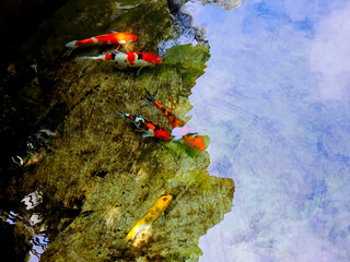 A serene scene of colorful koi fish gracefully swimming in the clear waters of a tranquil pond, reflecting the sky above