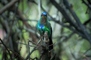 Magnificent Fiery-throated hummingbird (Panterpe insignis), Costa Rica
