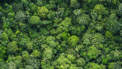 Ariel view of a forest, green jungle