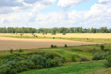 Fototapeta na wymiar agricultural field on the plain with cloudy sky copy space 