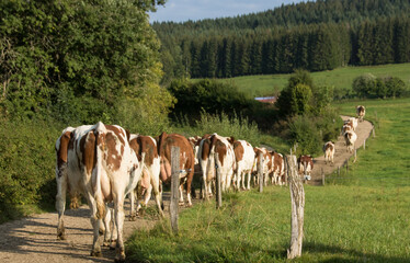 vaches en train de rentrer à l'étable pour la traite en Franche Comté
