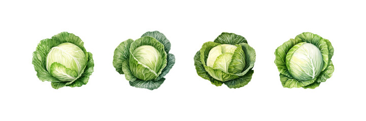 Cabbage watercolor. Vector illustration design. - obrazy, fototapety, plakaty