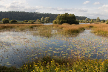 zone marécageuse propice à la biodiversité le long du lac de Remoray dans le doubs en france