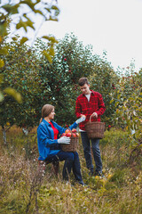 A woman and a man work in an apple orchard, she picks apples, he holds a box. Young people are harvesting apples, happy to have a rich harvest. Apple orchard fruit is hard work. A family affair