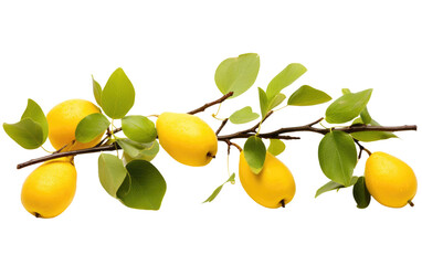 Branch With Lemons and Leaves. A branch with fresh lemons and green leaves arranged neatly on a Transparent background.