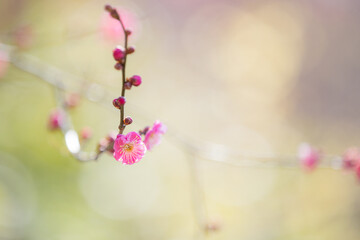 背景が明るい紅梅（横写真）