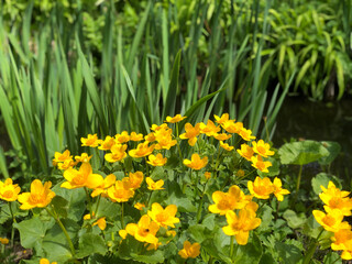 Obraz premium Close-up of Caltha palustris (common name Marsh Marigold) blooms in the pond with Irises background