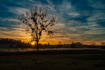 Naklejka premium Sunset with a dramatic sky and a tree covered in mistletoe