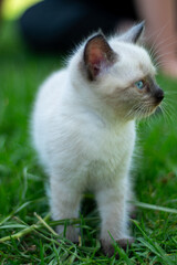 Naklejka na ściany i meble white cat on grass