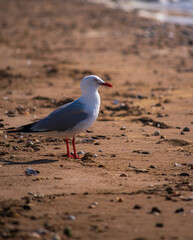 seagull on the beach