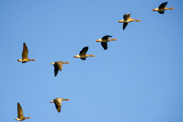 Group of Greylag Geese in flight