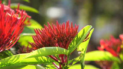 Bunches of ixora coccinea flower buds	