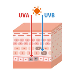 日焼けの仕組みを解説する紫外線と肌の構造の図解イラスト(立体的)