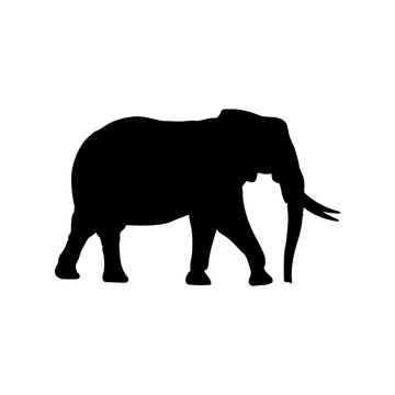 Black shadow of a male elephant Vector illustration of a big elephant
