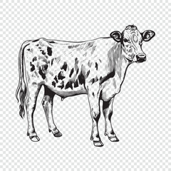Cow. Hand drawn engraving style vector illustrations.
