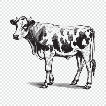 Cow. Hand drawn engraving style vector illustrations.