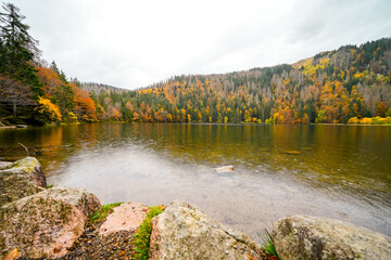 Landscape in autumn at Feldberg in the Black Forest. Feldbergsteig hiking trail. Nature at Feldsee in the Breisgau-Hochschwarzwald district in Baden-Württemberg.	