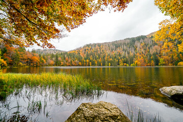 Landscape in autumn at Feldberg in the Black Forest. Feldbergsteig hiking trail. Nature at Feldsee in the Breisgau-Hochschwarzwald district in Baden-Württemberg.	