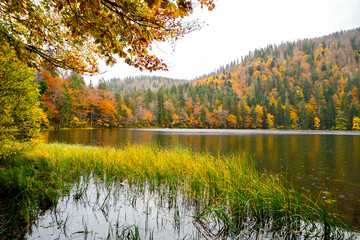 Landscape in autumn at Feldberg in the Black Forest. Feldbergsteig hiking trail. Nature at Feldsee...