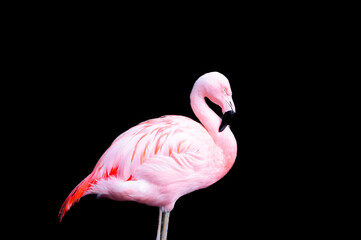 Pink flamingo against a black background.
