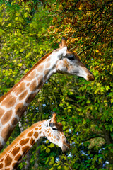 Portrait of a young giraffe against a green background. Animal posters.
