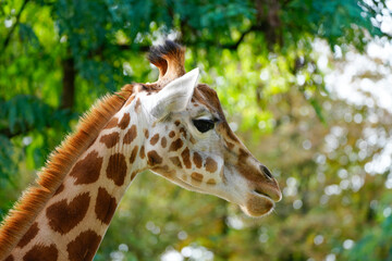 Portrait of a young giraffe against a green background. Animal posters.
