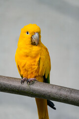 Portrait of a golden parakeet. Bird in close-up. Guaruba guarouba.
