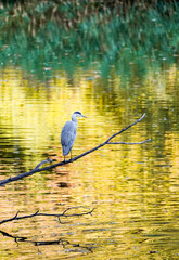 Gray heron on a branch in natural surroundings. Landscape with a bird and a pond in the background.
