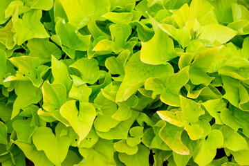 Light green plants background. Natural and fresh.
