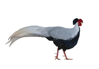 Male silver pheasant or Lophura nycthemera native to Southeast Asia cutout isolated on white background for wildlife conservation concept