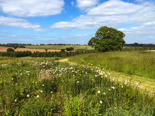 Medow fields and a blue sky, tree, path in countryside England. Picturesque