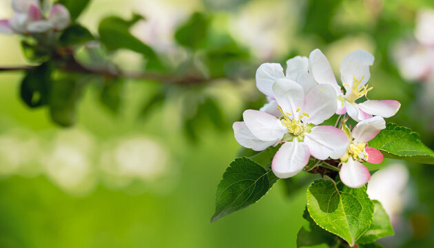 Spring Apple tree flowers on green nature blurred green background. Blooming apple tree, macro. Beautiful Spring Nature soft background. Scenic Wallpaper or Web banner With Copy Space for text