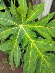 green leaf background