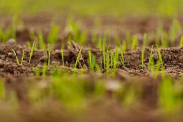 Young wheat grows in agricultural fields. Natural composition. Agriculture, organic gardening, planting or ecology concept.