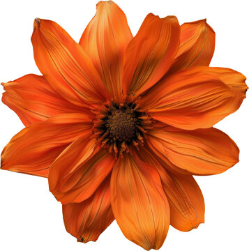 daisy blossom transparent background PNG clipart