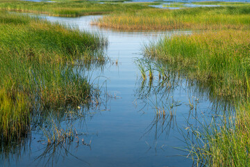 Coastline landscape with green grass and bushes in shallow water near the shore against a blue sky in summer. Marsh grass and reeds with a reflection of the blue sky in the water.