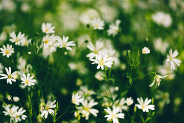 Chickweed lanceolate. Stellaria holostea L.. White spring flowers in the forest