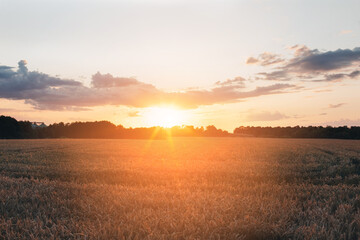 Spikelets of yellow wheat on the agricultural field. Wheat field at sunset. Front view