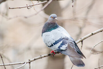 A dove sits on a branch